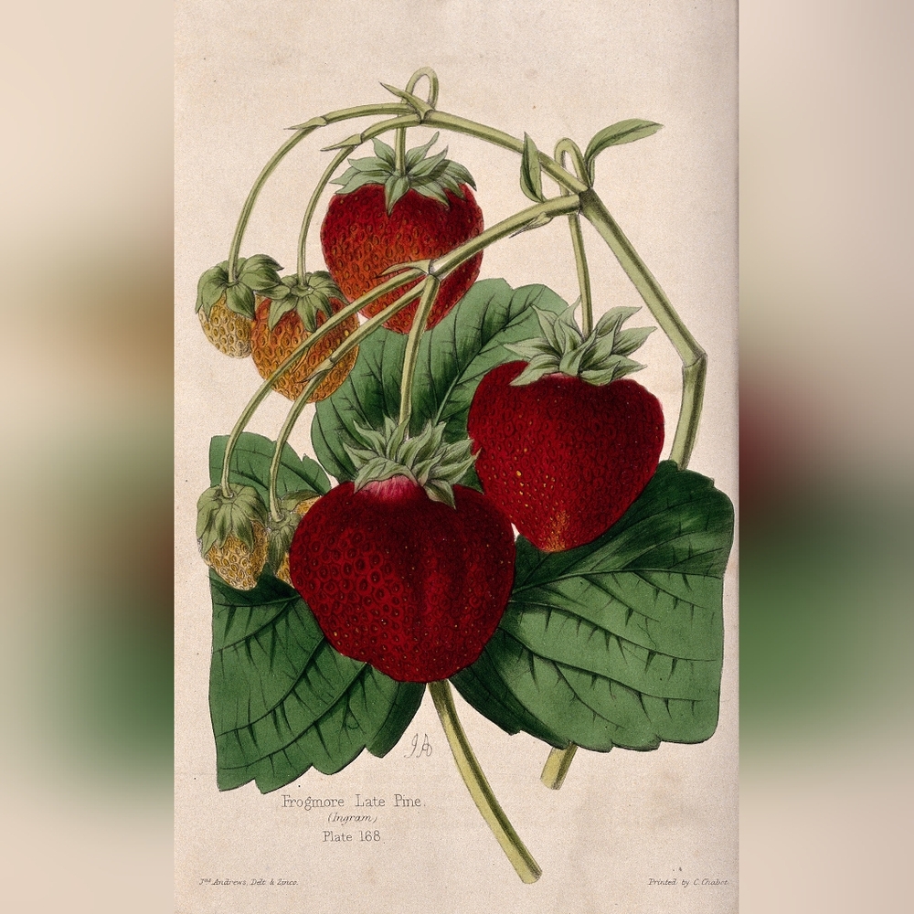 Vintage Botanical Strawberry Print